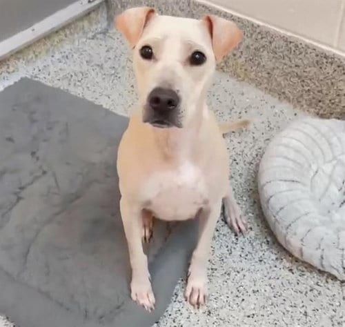 Photo of A661930, adoptable Labrador Retriever in Houston, Texas