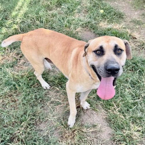 Photo of Michael Key, adoptable Staffordshire Bull Terrier in Houston, Texas