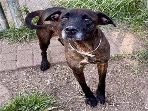 Photo of Kimber, adoptable Labrador Retriever in Houston, Texas