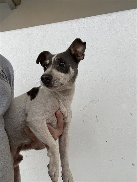 Photo of Liam, adoptable Rat Terrier in Miami, Florida