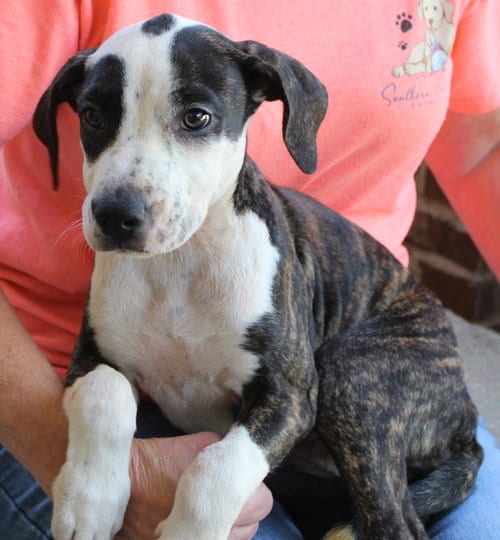 Photo of Truvy 44269, adoptable Hound in Prattville, Alabama