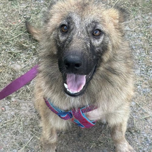 Photo of Victory, adoptable German Shepherd Dog in Uwchlan, Pennsylvania