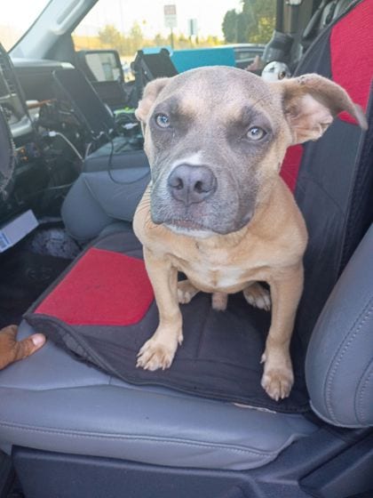 Photo of Q, adoptable dog in Atlanta, Georgia