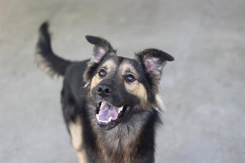 Photo of Paul, adoptable German Shepherd Dog in Grand Prairie, Texas