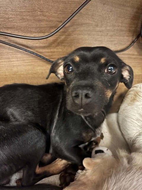 Photo of Betty, adoptable Chihuahua in Conroe, Texas