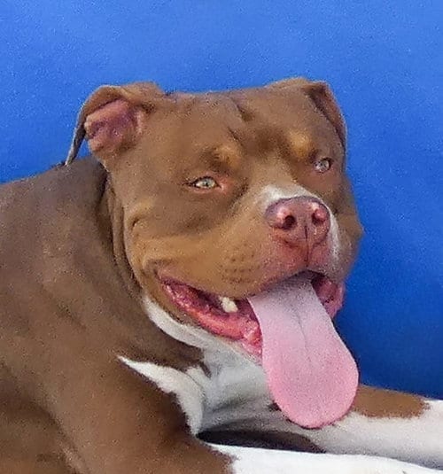 Photo of Resse, adoptable Pit Bull Terrier in Pasadena, California