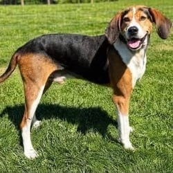 Photo of Stan, adoptable Foxhound in Frederick, Maryland