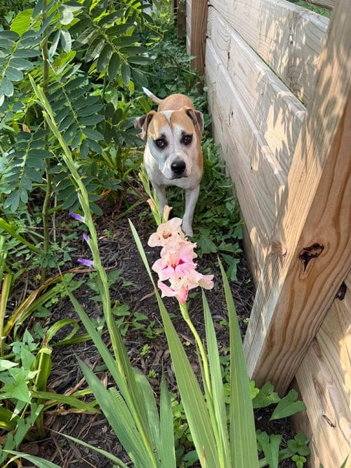 Photo of Luria, adoptable Hound in Germantown, Ohio
