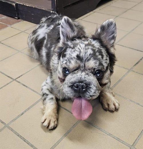 Photo of Quinn, adoptable French Bulldog in Castaic, California