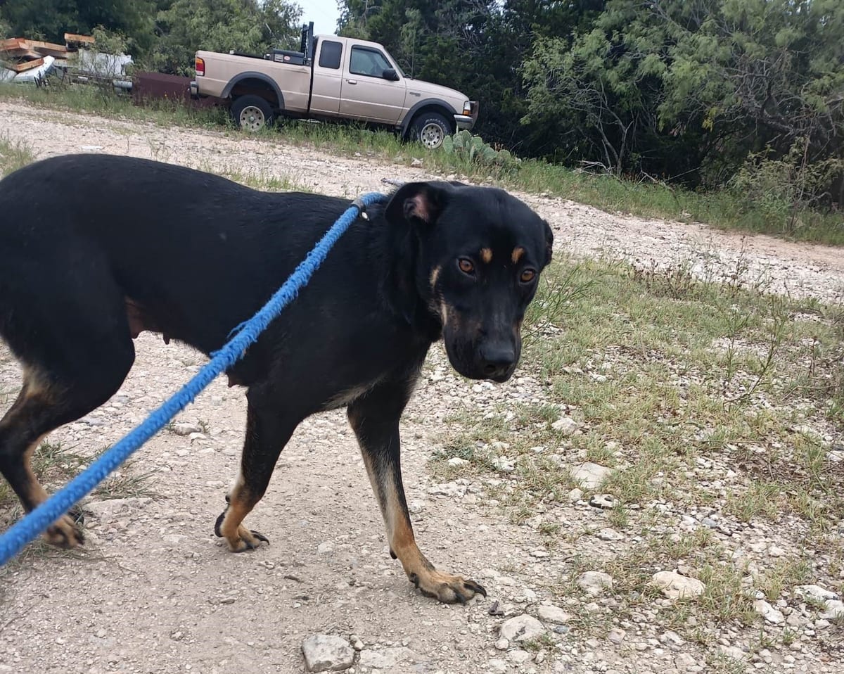 Photo of Artemis, adoptable German Shepherd Dog in Kempner, Texas