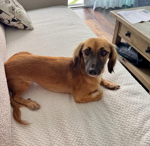 Photo of Klara, adoptable Dachshund in Weston, Florida
