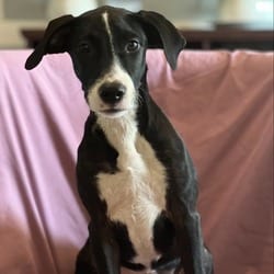 Photo of Dolly, adoptable Mixed Breed (Medium) in Munster, Indiana