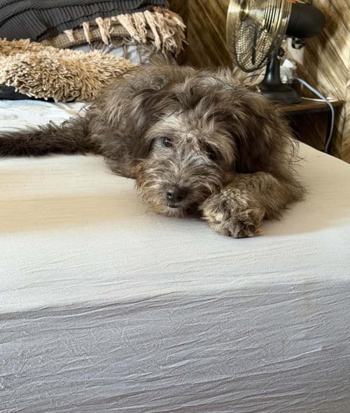 Photo of Lilo, adoptable Poodle (Miniature) in Grafton, Wisconsin