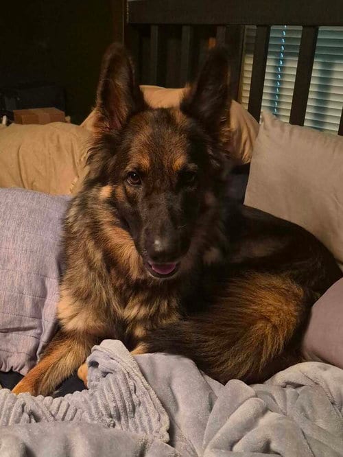 Photo of Heidi, adoptable German Shepherd Dog in Evansville, Indiana