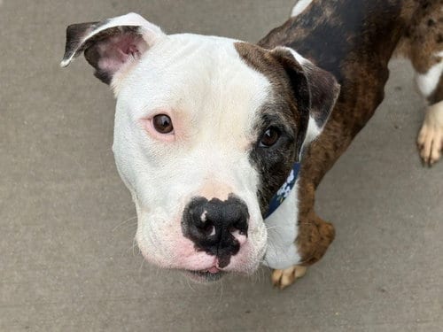 Photo of Ziggy, adoptable Pit Bull Terrier in Tulsa, Oklahoma