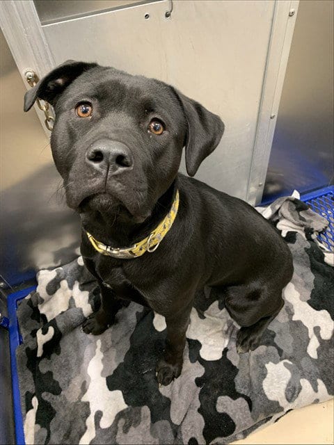 Photo of Electra, adoptable Labrador Retriever in Fairbanks, Alaska