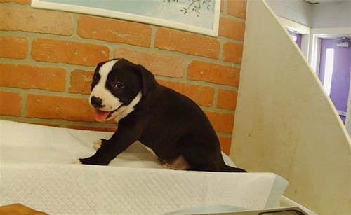 Photo of Zac, adoptable Staffordshire Bull Terrier in Houston, Texas
