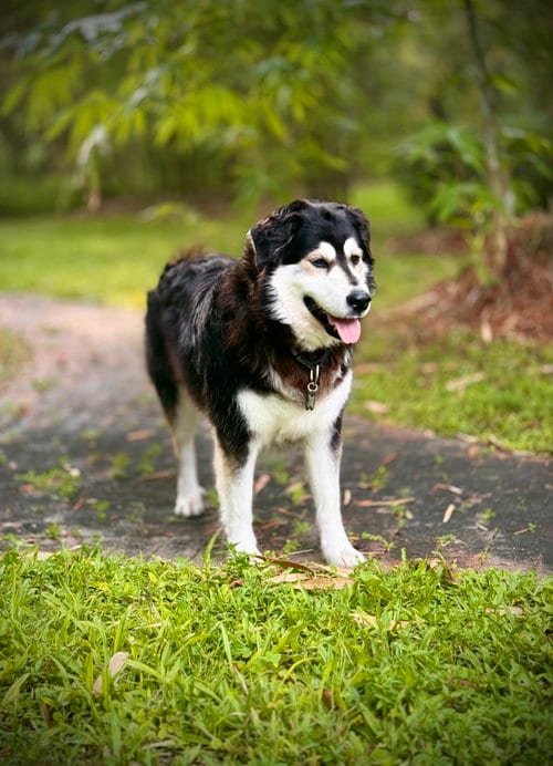 Photo of Athena, adoptable Husky in Valrico, Florida