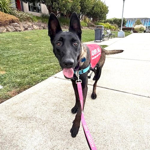 Photo of Romona, adoptable Belgian Shepherd Malinois in Oakland, California
