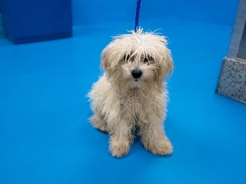 Photo of Phil, adoptable Maltese in Miami, Florida