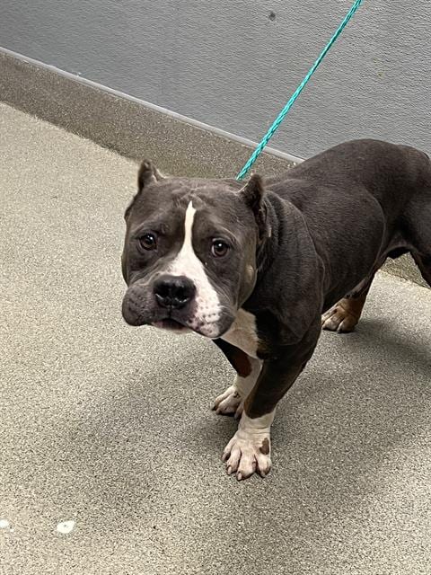 Photo of Chopper, adoptable American Bulldog in Las Vegas, Nevada