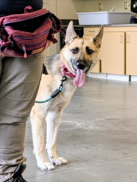 Photo of Duchess, adoptable German Shepherd Dog in Chapel Hill, North Carolina