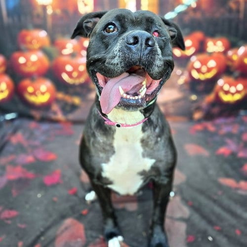 Photo of Harley, adoptable Pit Bull Terrier in Long Beach, California