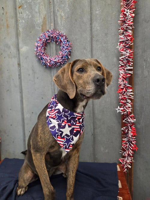 Photo of Theo, adoptable Hound in Detroit Lakes, Minnesota