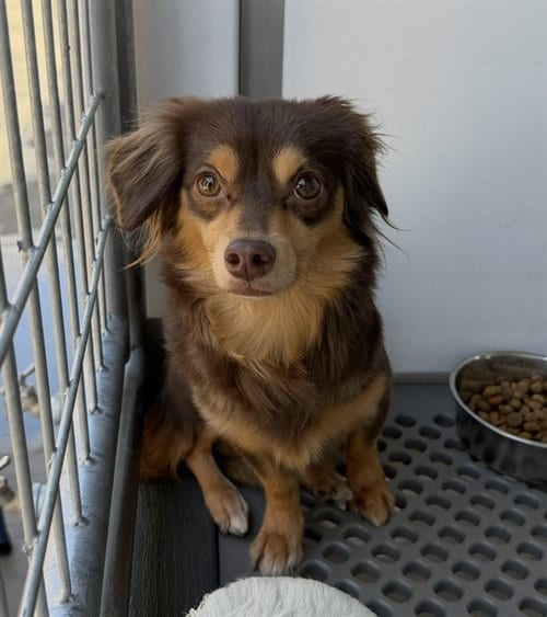 Photo of Peanut Butter, adoptable Chihuahua in San Bernardino, California