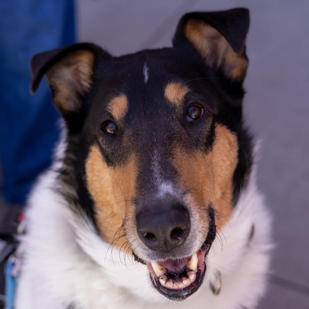 Photo of Odin, adoptable Collie, Smooth in Minnesota, Minnesota