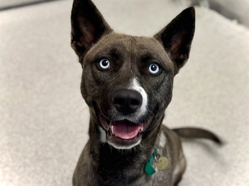Photo of Stella, adoptable Pit Bull Terrier in Denver, Colorado