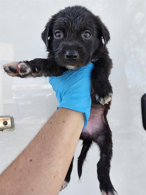 Photo of Esmeralda, adoptable Labrador Retriever in San Antonio, Texas
