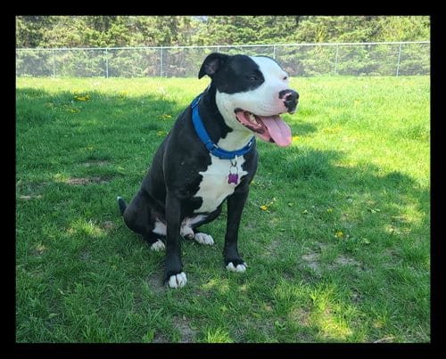 Photo of Vinny, adoptable Pit Bull Terrier in Crystal, Minnesota
