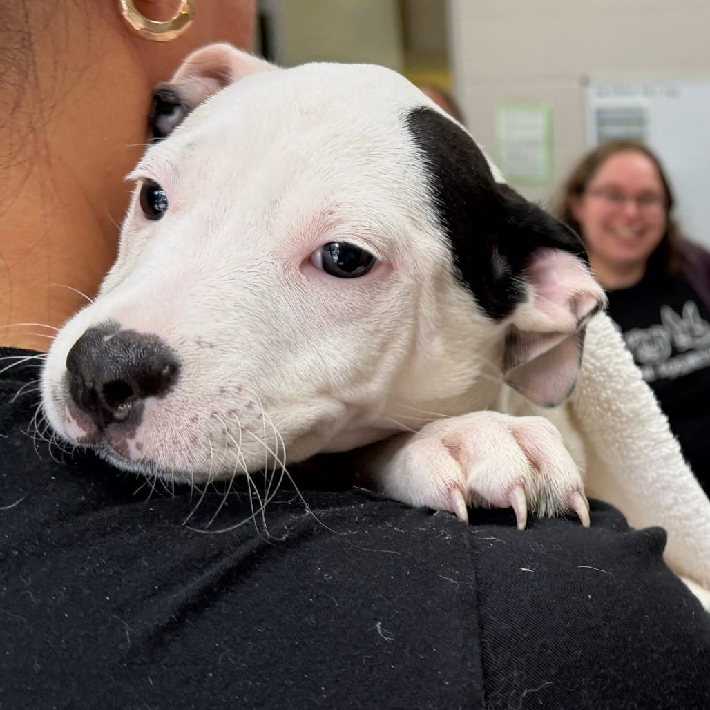 Photo of Icarus, adoptable Mixed Breed (Small) in Grand Rapids, Michigan