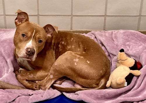 Photo of Haze, adoptable American Pit Bull Terrier in Derwood, Maryland