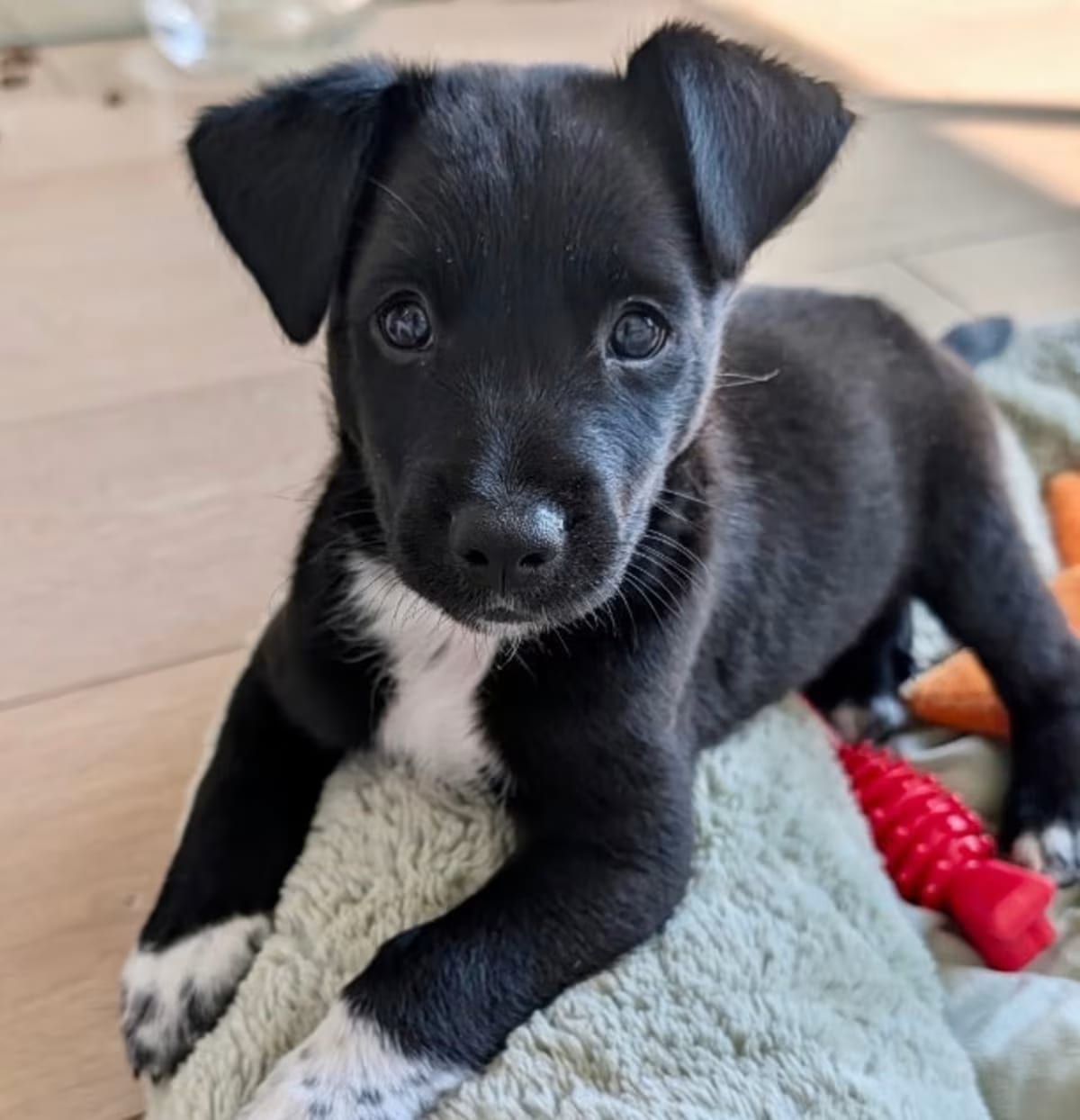 Photo of Hercules, adoptable Australian Kelpie in Valley Village, California