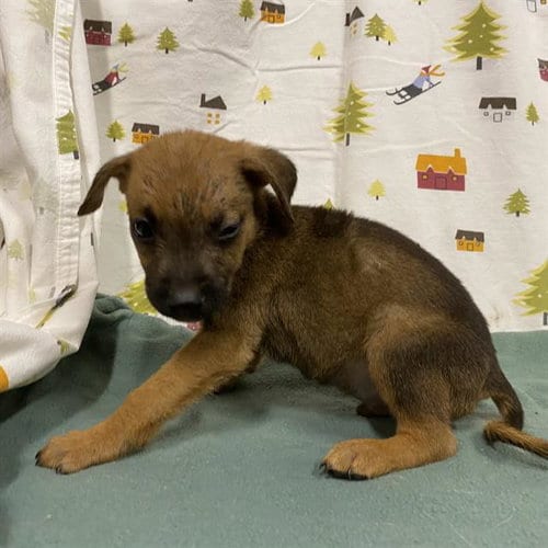 Photo of A614391, adoptable German Shepherd Dog in Modesto, California