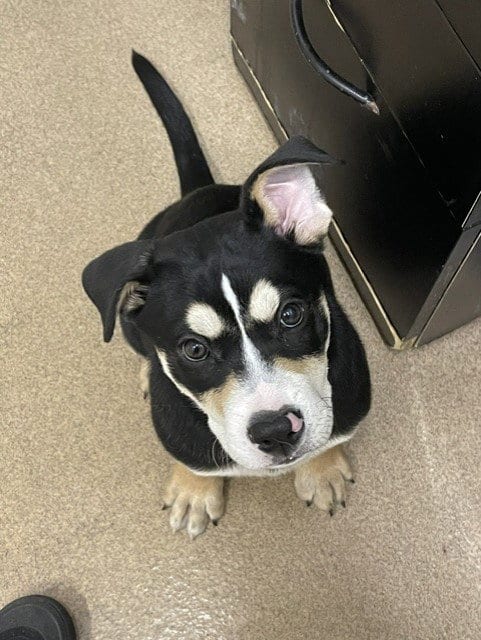 Photo of A140435, adoptable Pit Bull Terrier in Hayward, California