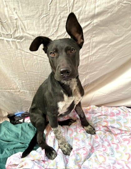 Photo of Laramie, adoptable Australian Cattle Dog mix in Brooklyn, New York