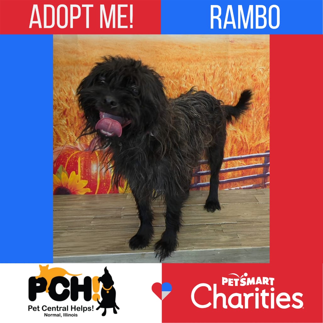 Photo of Rambo, adoptable Shih Tzu / Terrier in Normal, Illinois