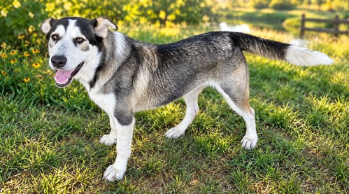 Photo of Hank, adoptable Husky in The Woodlands, Texas