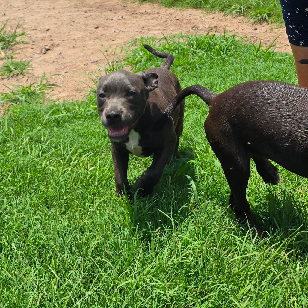 Photo of Pippin, adoptable Mixed Breed (Medium) in Hinesville, Georgia