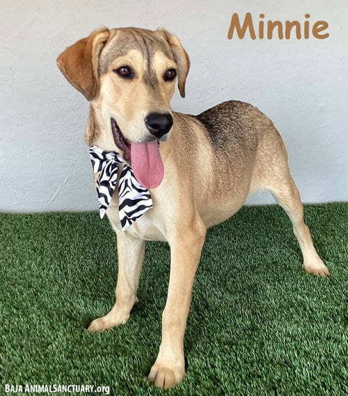 Photo of Minnie, adoptable Labrador Retriever in San Diego, California