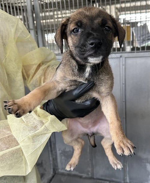 Photo of Ororo, adoptable Pit Bull Terrier in San Bernardino, California