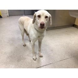Photo of Hunter, adoptable Labrador Retriever in Jurupa Valley, California