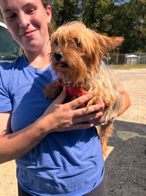Photo of Stalone Aug 26, adoptable Yorkshire Terrier Yorkie in Pacolet, South Carolina