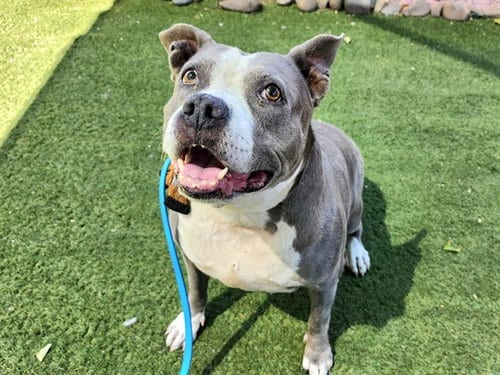 Photo of Zelda, adoptable Staffordshire Bull Terrier in Phoenix, Arizona
