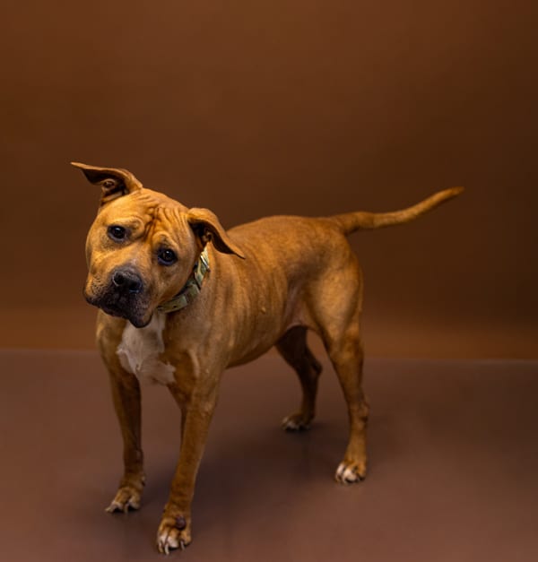 Photo of Vc 6c Hercules, adoptable Staffordshire Bull Terrier cross in Lawrenceville, Georgia