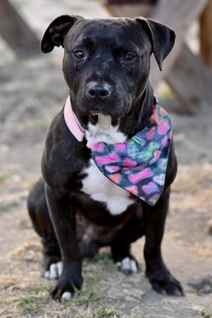 Photo of Andre, adoptable Staffordshire Bull Terrier in Santa Cruz, California