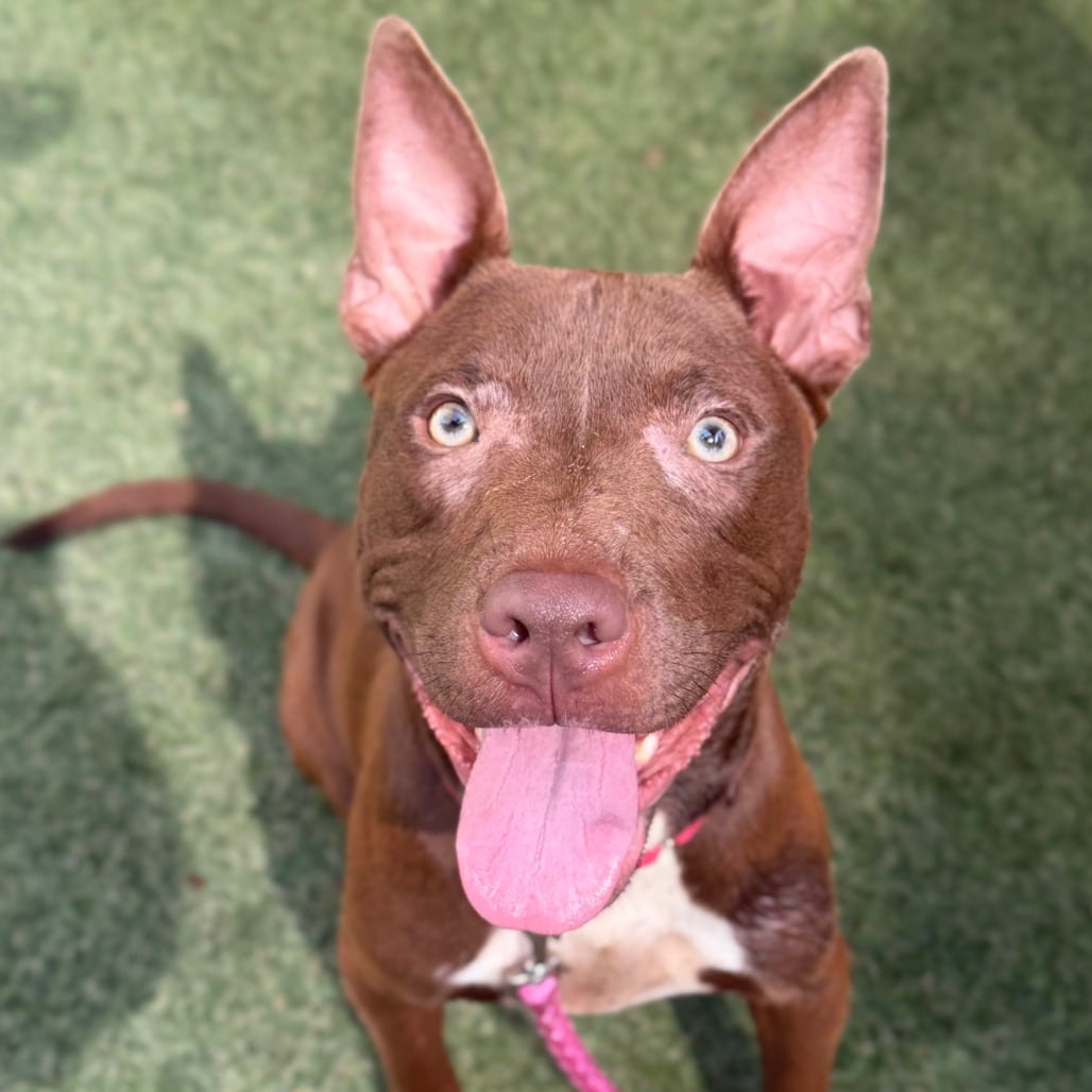 Photo of Zucchini, adoptable Mixed Breed (Medium)